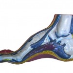 cutaway sideview of a foot with a high arch and instep