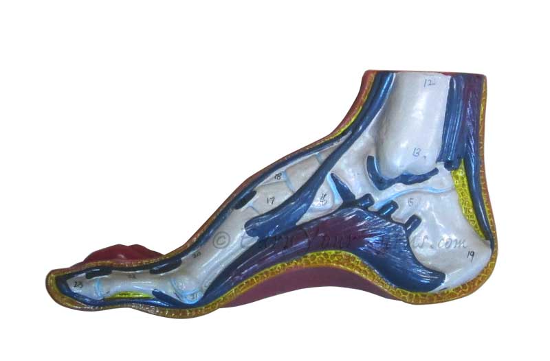 Tech Tip Boot Fitting 101 Footbeds EarnYourTurns