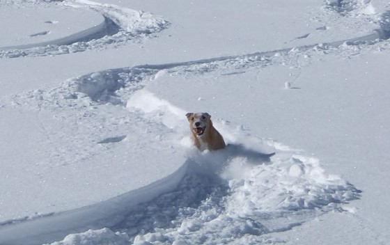 It may not be chest deep for men, but it's delightful from a dog's eye view.