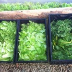 December harvest of local greens in Truckee