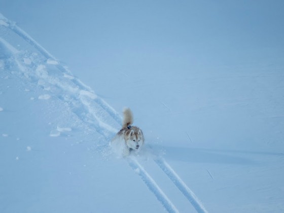 husky powder