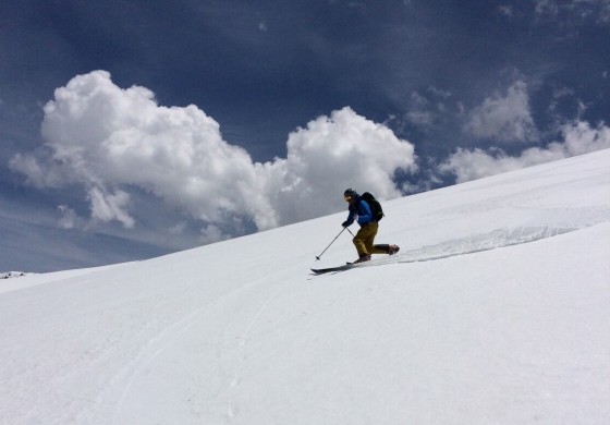 Cruising corn in Colorado, early June 2015.  Photo by James Kennedy.