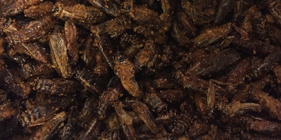 Crickets for snacking on. Really. Yes. Insects. 